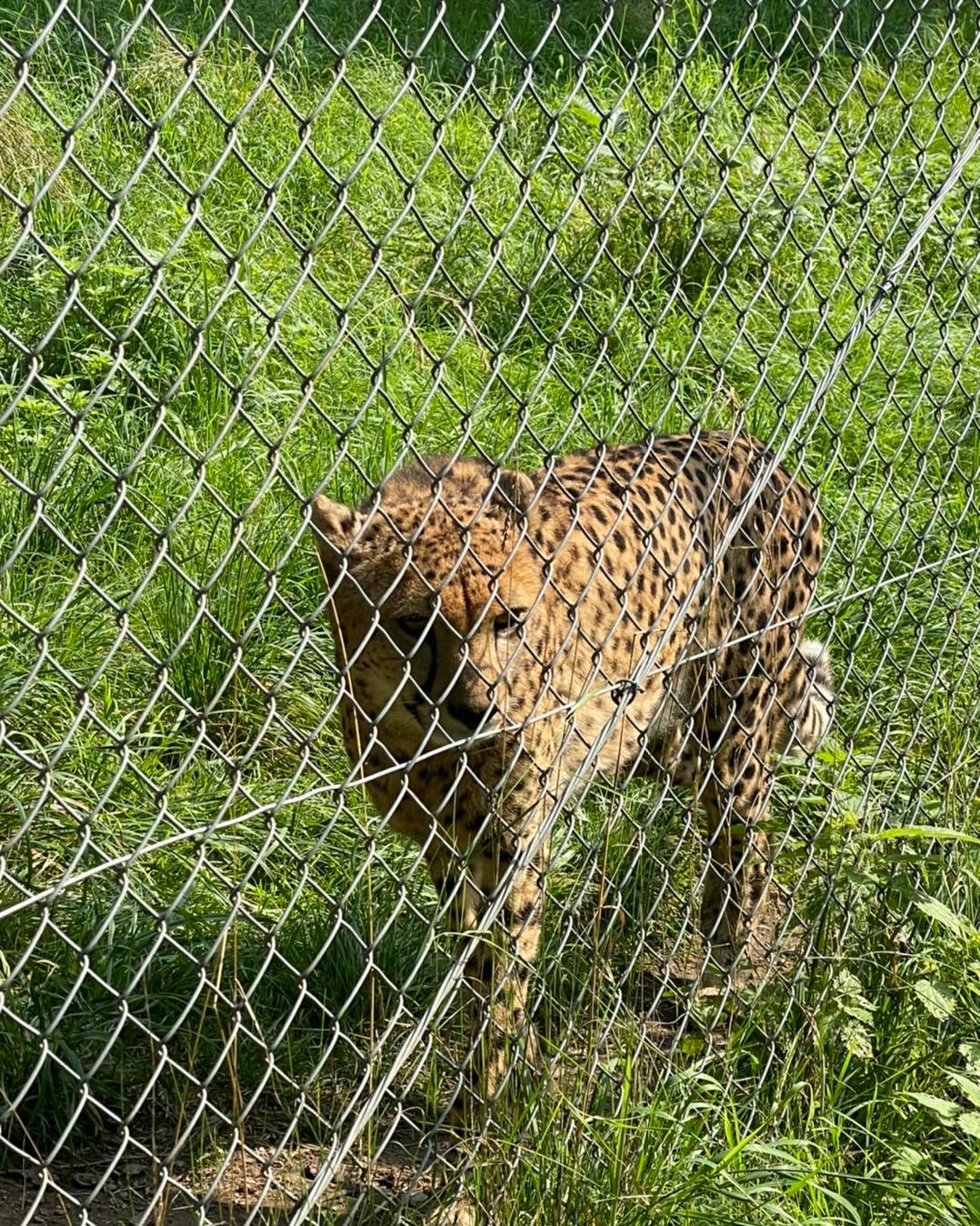 Bambini Zoo Neuwied 2021 3